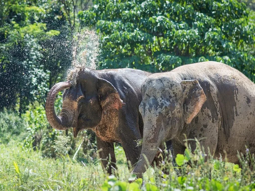 An Afternoon with Elephants