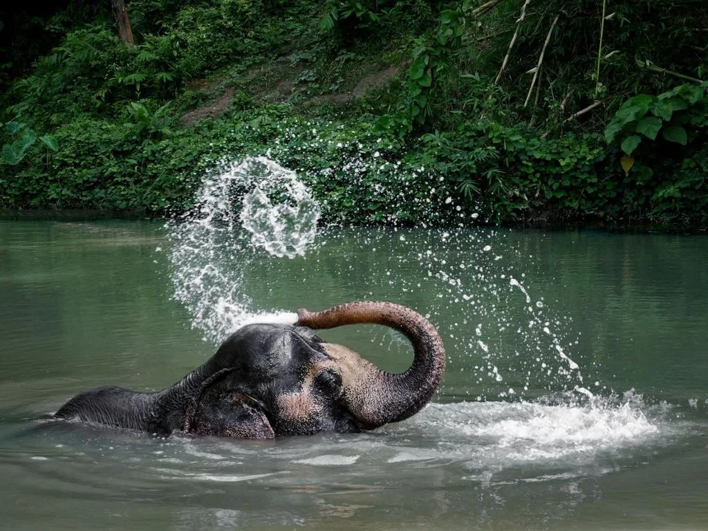 An Afternoon with Elephants - Photo 2