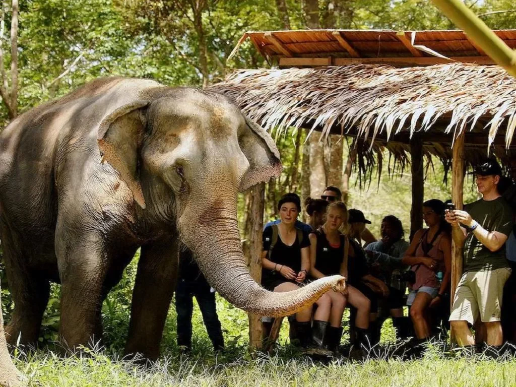 An Afternoon with Elephants - Photo 3