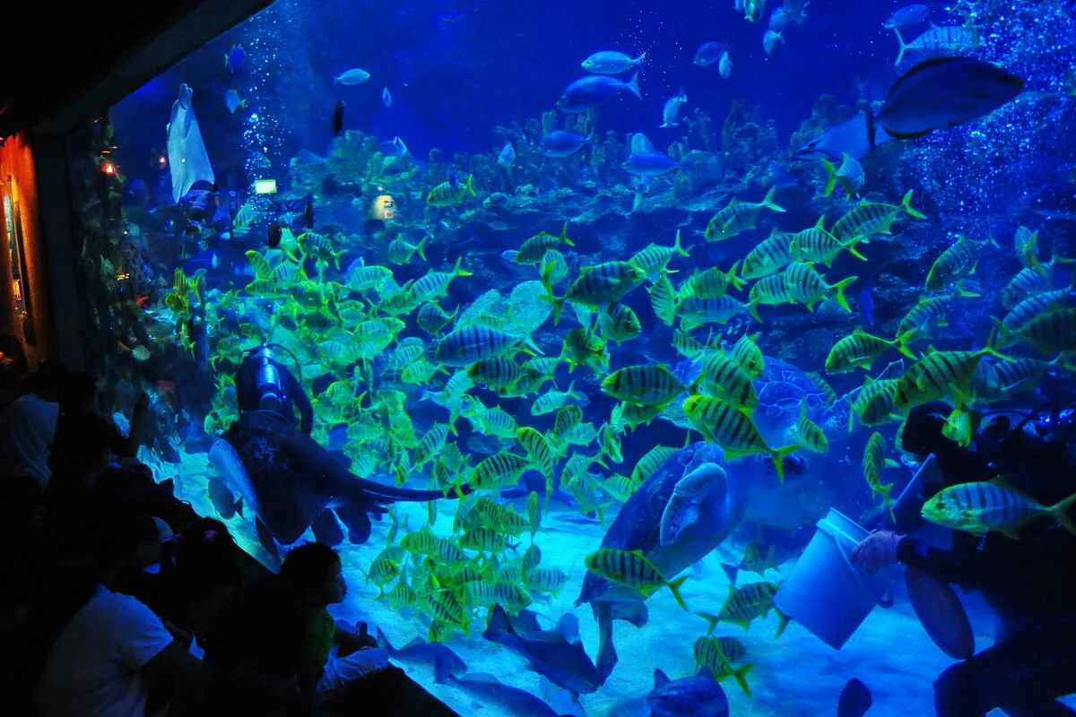 Shoal of yellow-striped fish swirling during feeding time in a large Aquaria KLCC tank