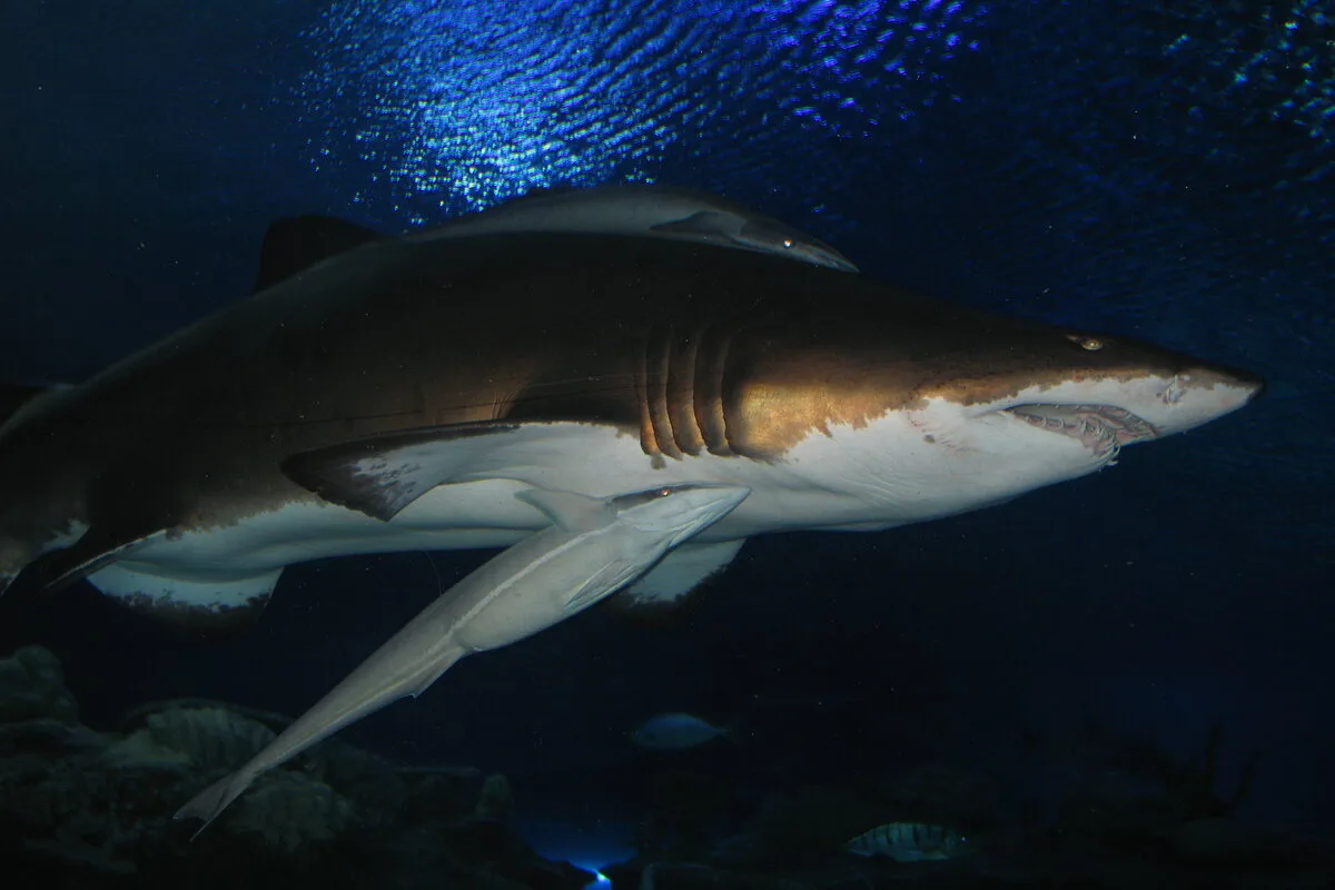 Sand tiger shark swimming above the viewing tunnel at Aquaria KLCC, Kuala Lumpur