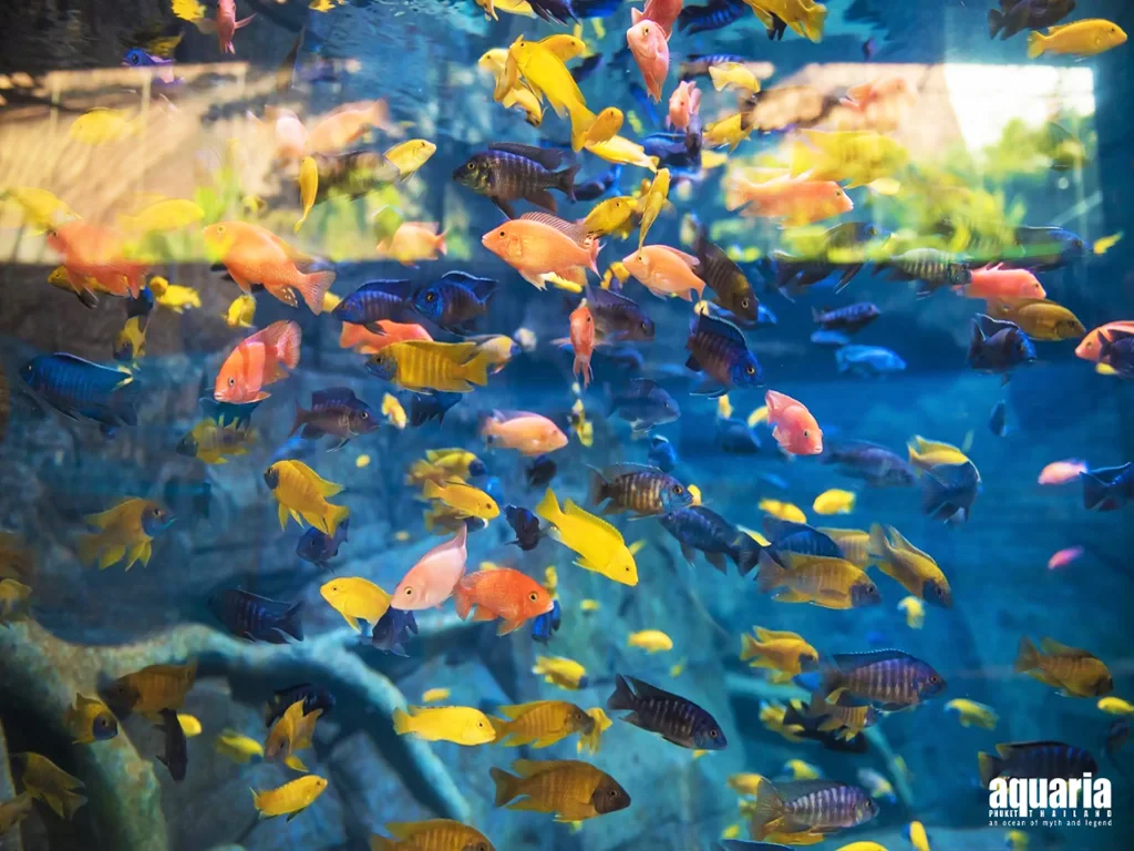 Aquaria Phuket - Ticket - Photo 5