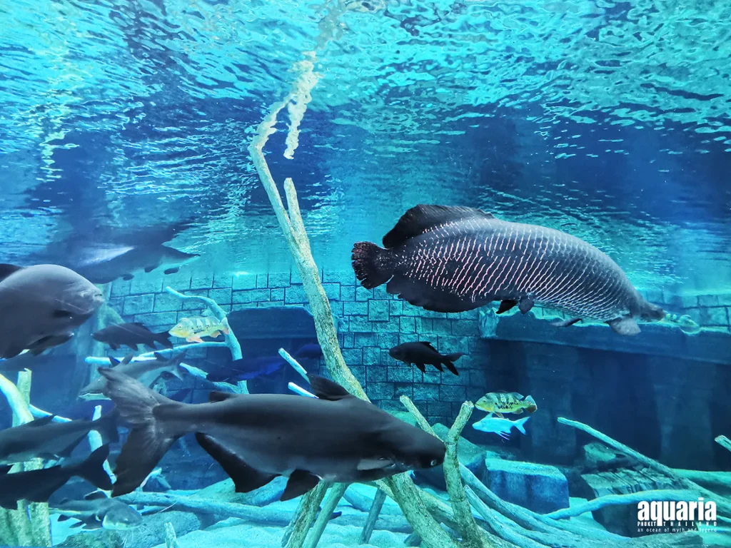 Aquaria Phuket - Ticket - Photo 6