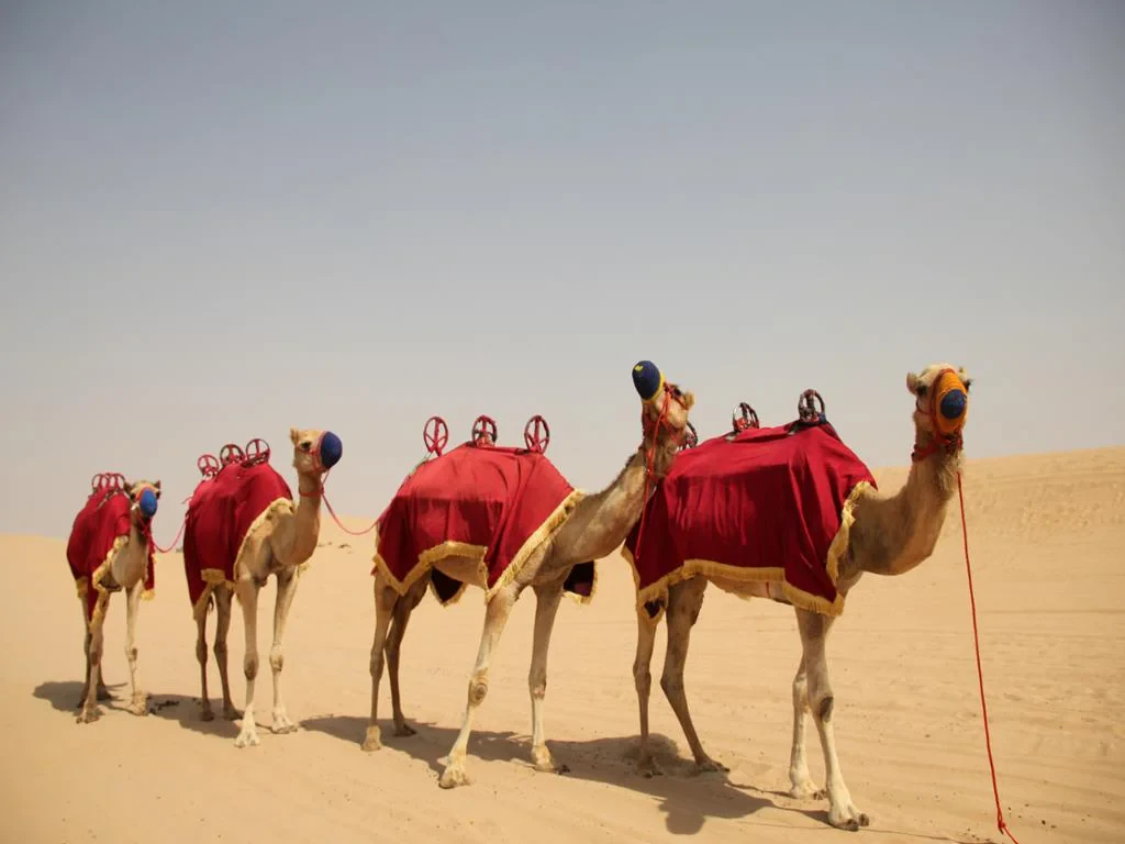 Desert Safari, Dune Bashing and BBQ Dinner - Photo 5