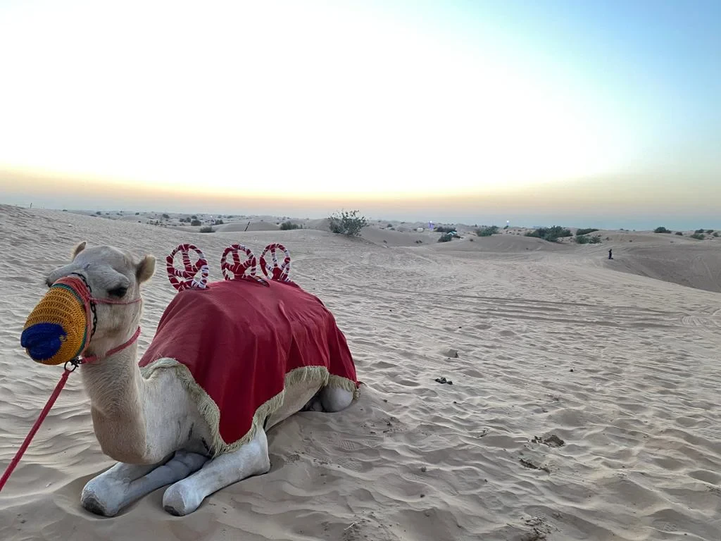 Desert Safari, Dune Bashing and BBQ Dinner - Photo 7