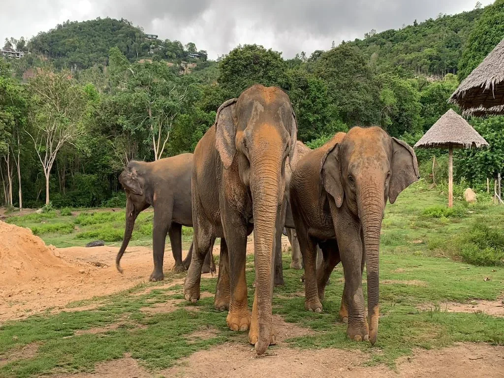 Discovery Samui Island with Elephant Care Camp - Full-Day Tour