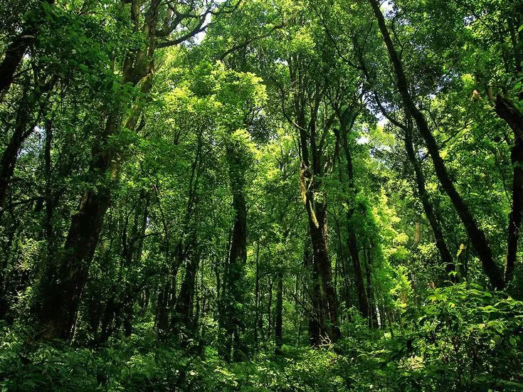 Doi Inthanon National Park – Full-Day Tour - Photo 3