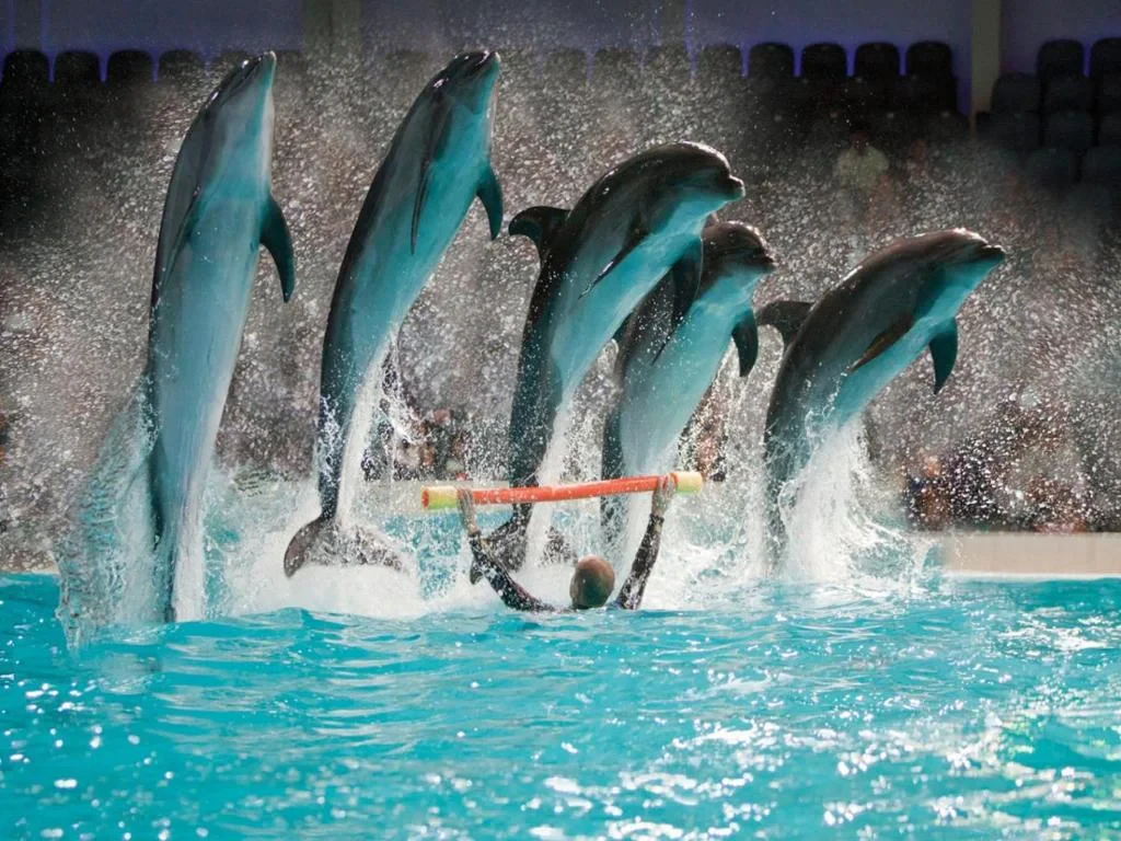 Dubai Dolphinarium Dolphin Show - Ticket with Transfers