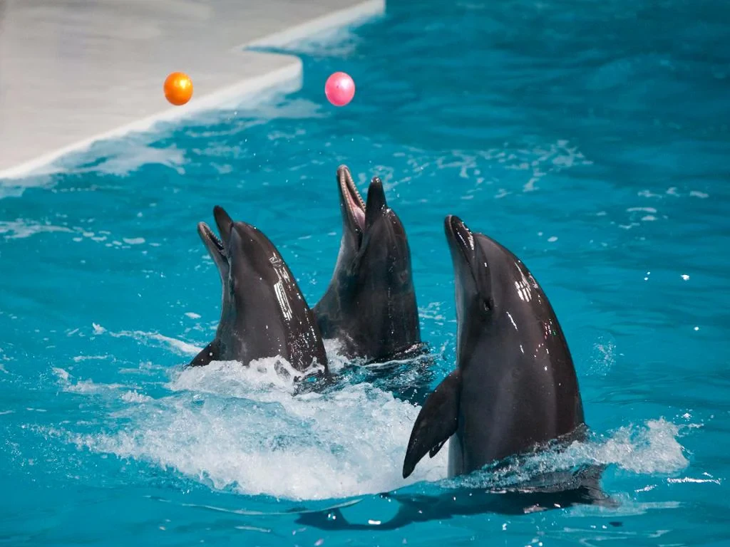 Dubai Dolphinarium Dolphin Show - Ticket with Transfers - Photo 2