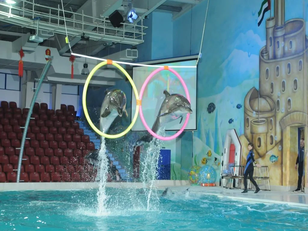 Dubai Dolphinarium Dolphin Show - Ticket with Transfers - Photo 3