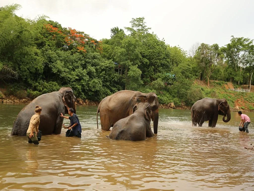 Elephant Experience in Kanchanaburi - From Bangkok