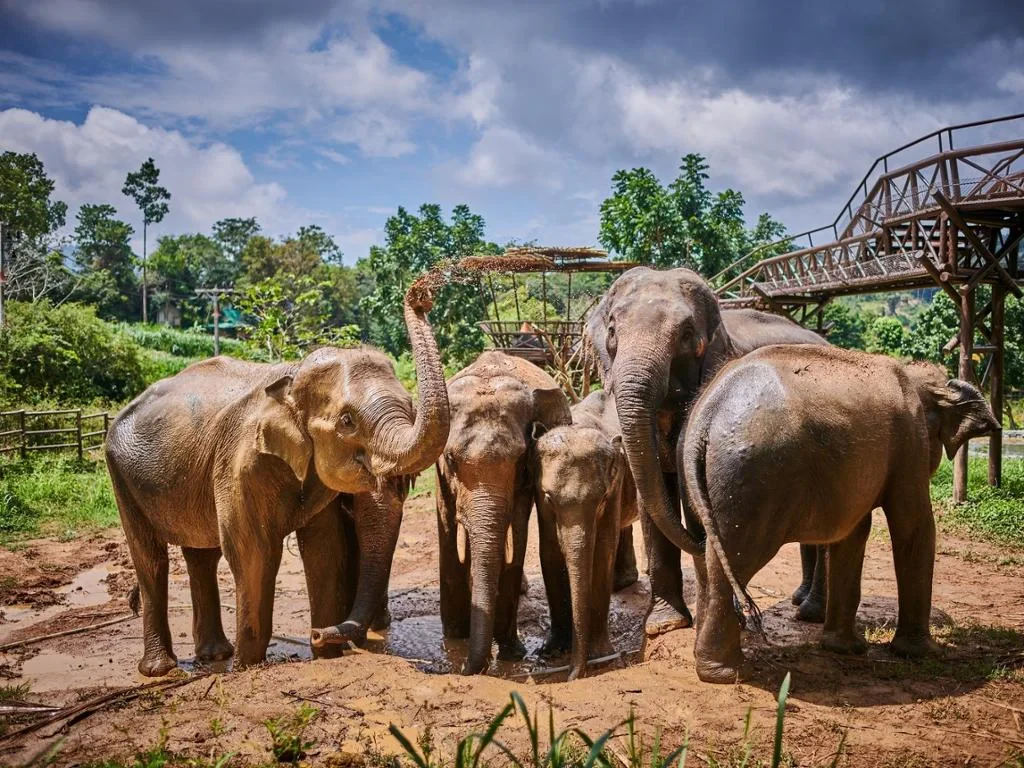 Elephant Kingdom Experience