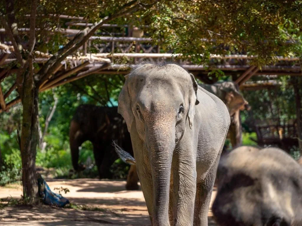 Elephant Kingdom Experience - Photo 2