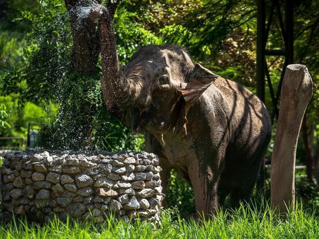 Elephant Kingdom Experience - Photo 3