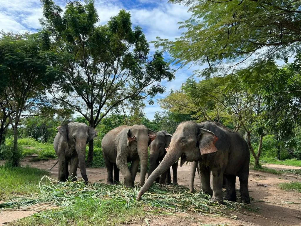 Elephant Kingdom Experience - Photo 4
