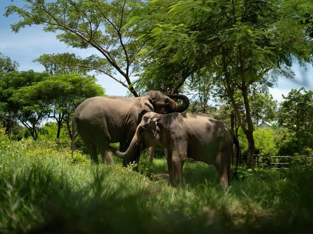 Elephant Kingdom Experience - Photo 5