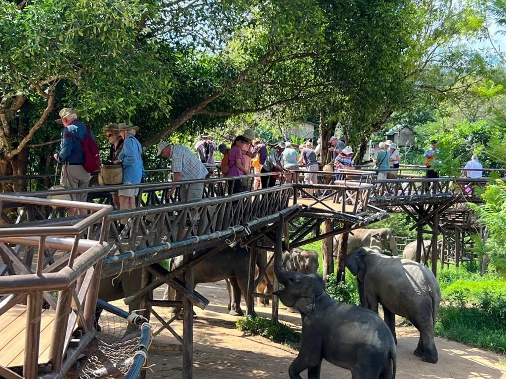 Elephant Kingdom Experience - Photo 6