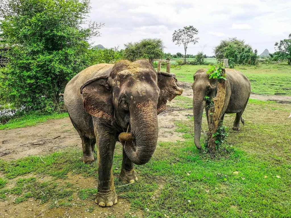 Elephant Sanctuary and Erawan Waterfall - Full-Day Private Tour - Photo 6
