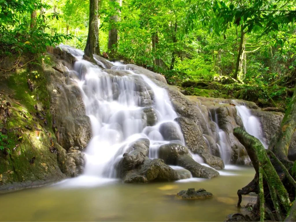 Enjoy - Jungle Tour & Emerald Pool - Photo 2