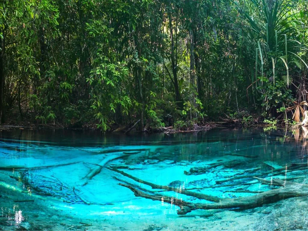 Enjoy - Jungle Tour & Emerald Pool - Photo 4