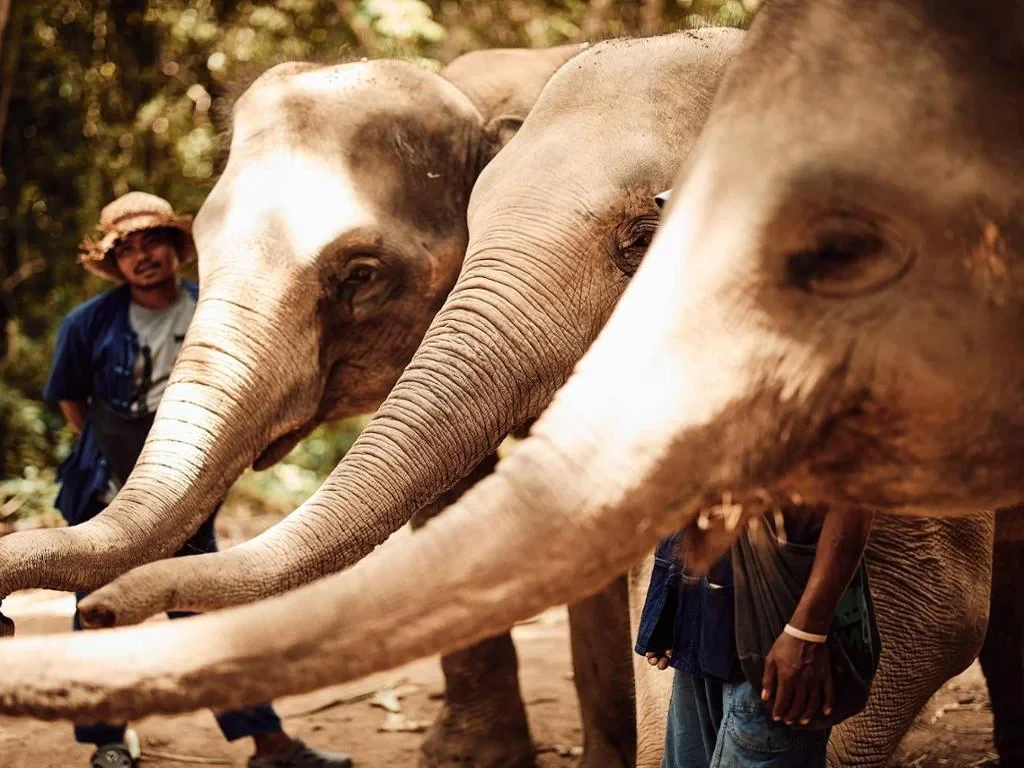 Ethic Elephant Sanctuary - Half-Day Tour