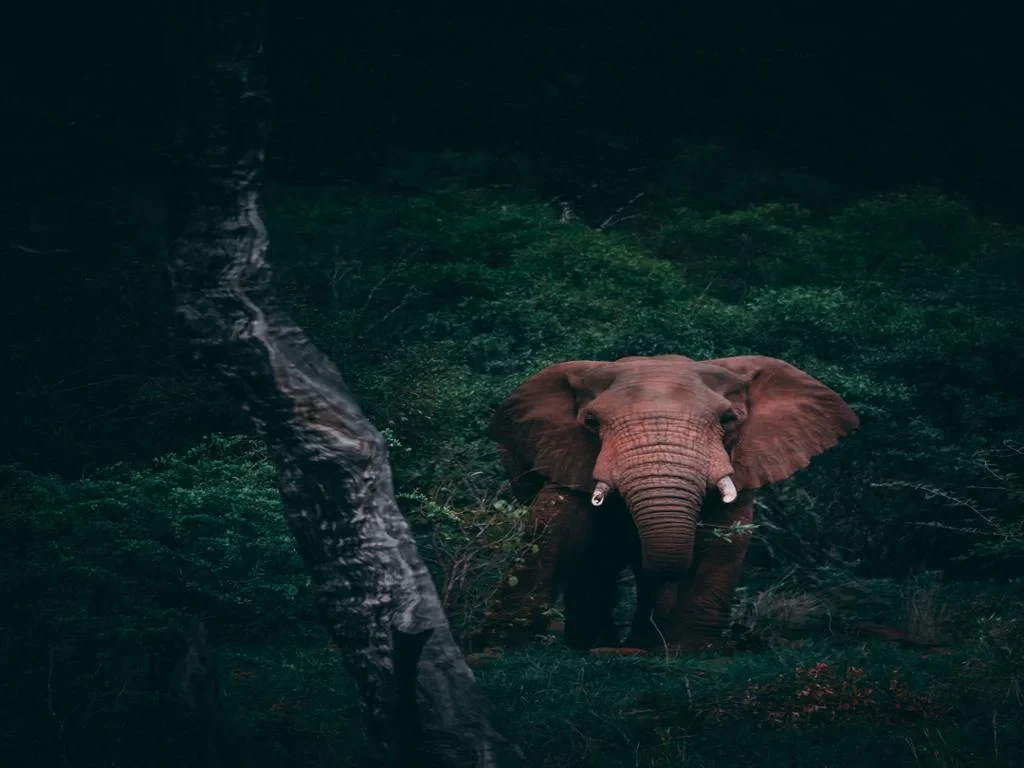 Ethic Elephant Sanctuary - Half-Day Tour - Photo 2