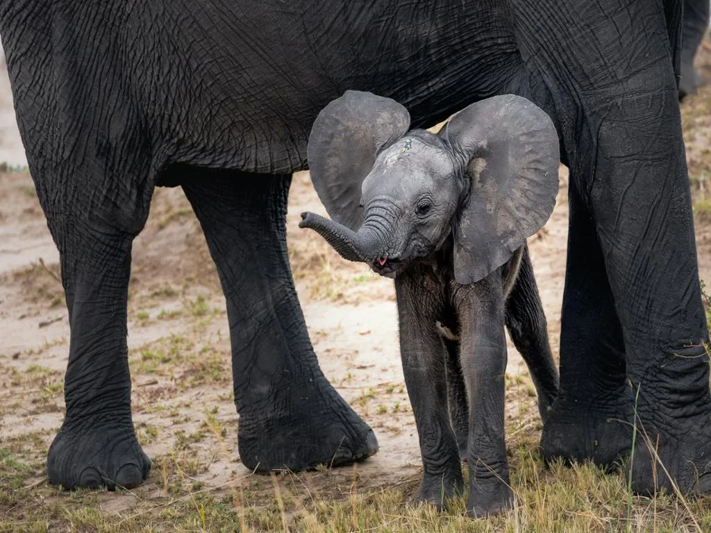 Ethic Elephant Sanctuary - Half-Day Tour - Photo 3