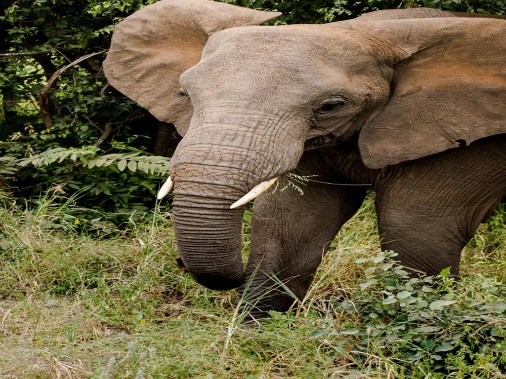 Ethic Elephant Sanctuary - Half-Day Tour - Photo 5