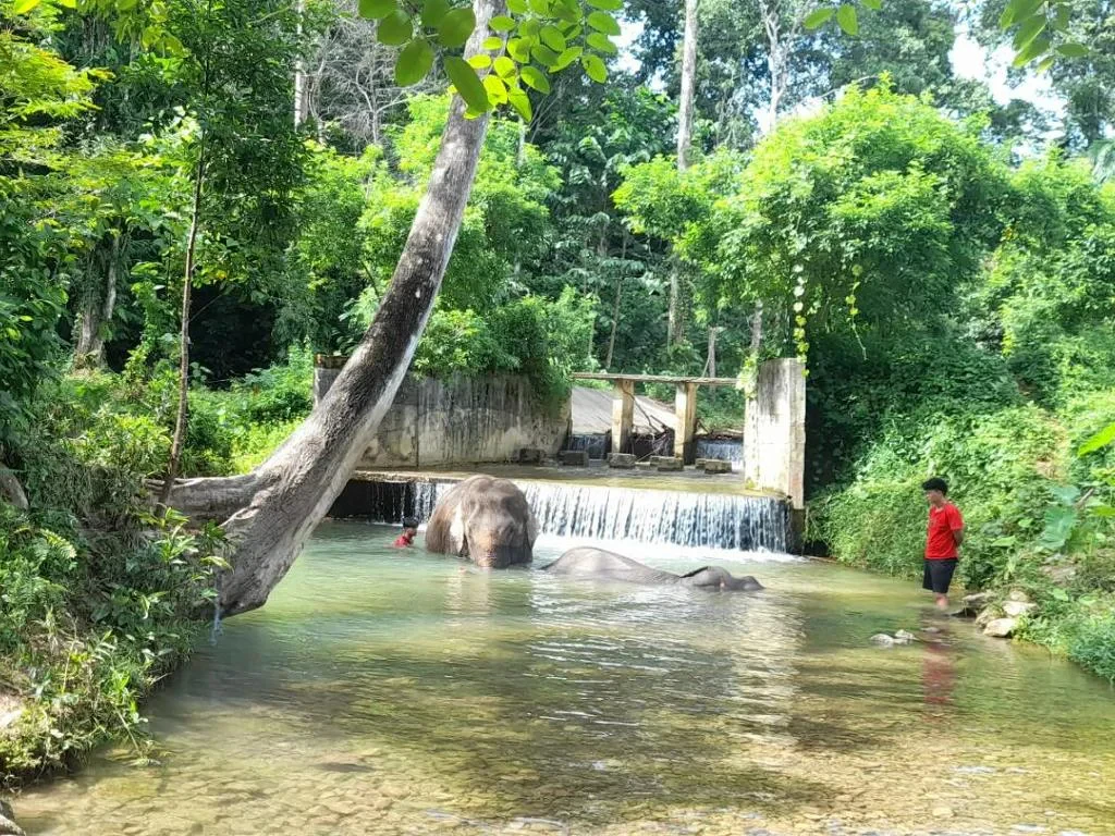 Exploring Samui Island with Elephant Care Camp, Fruit Plantation and Waterfalls - Full-Day Tour