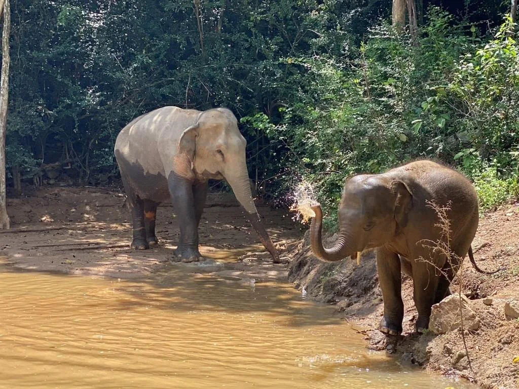 Exploring Samui Island with Elephant Care Camp, Fruit Plantation and Waterfalls - Full-Day Tour - Photo 2