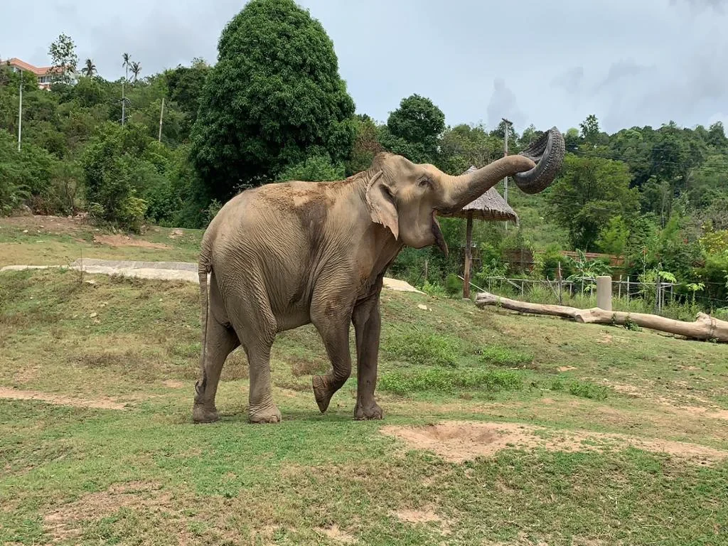 Exploring Samui Island with Elephant Care Camp, Fruit Plantation and Waterfalls - Full-Day Tour - Photo 4
