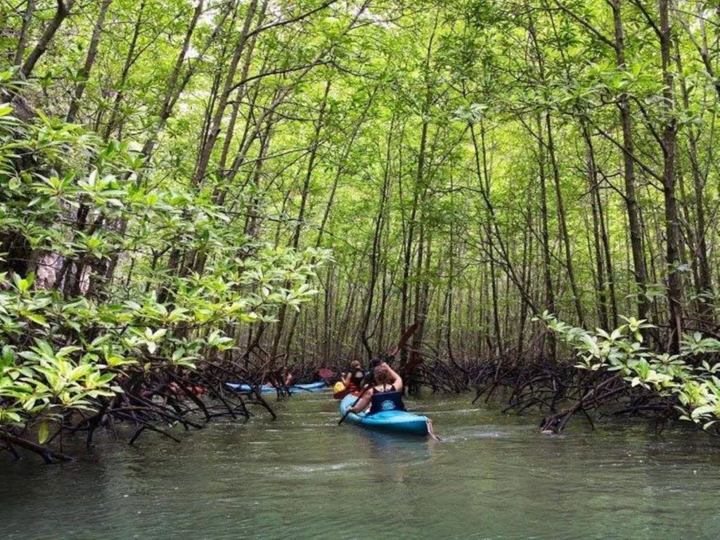 Forest Kayaking in Bor Thor - Half-Day Tour