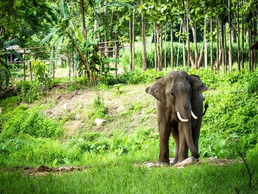 Hilltribe Trek, Elephants and Rafting