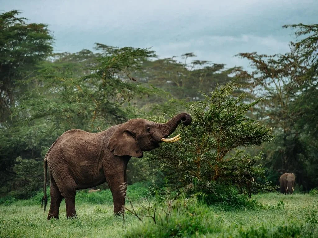 Hilltribe Trek, Elephants and Rafting - Photo 4