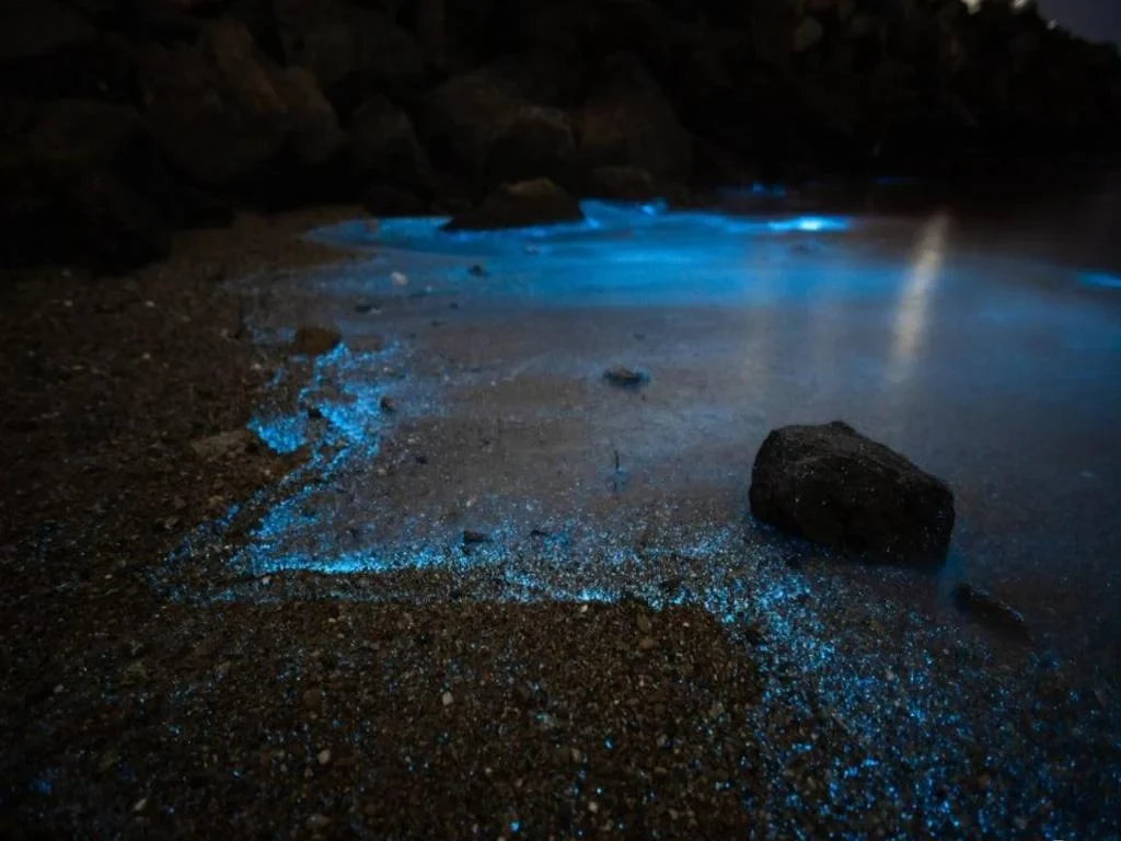 Island Exploring with Dinner at Sunset and Bioluminescent Palnkton - Full-Day Tour - Photo 6