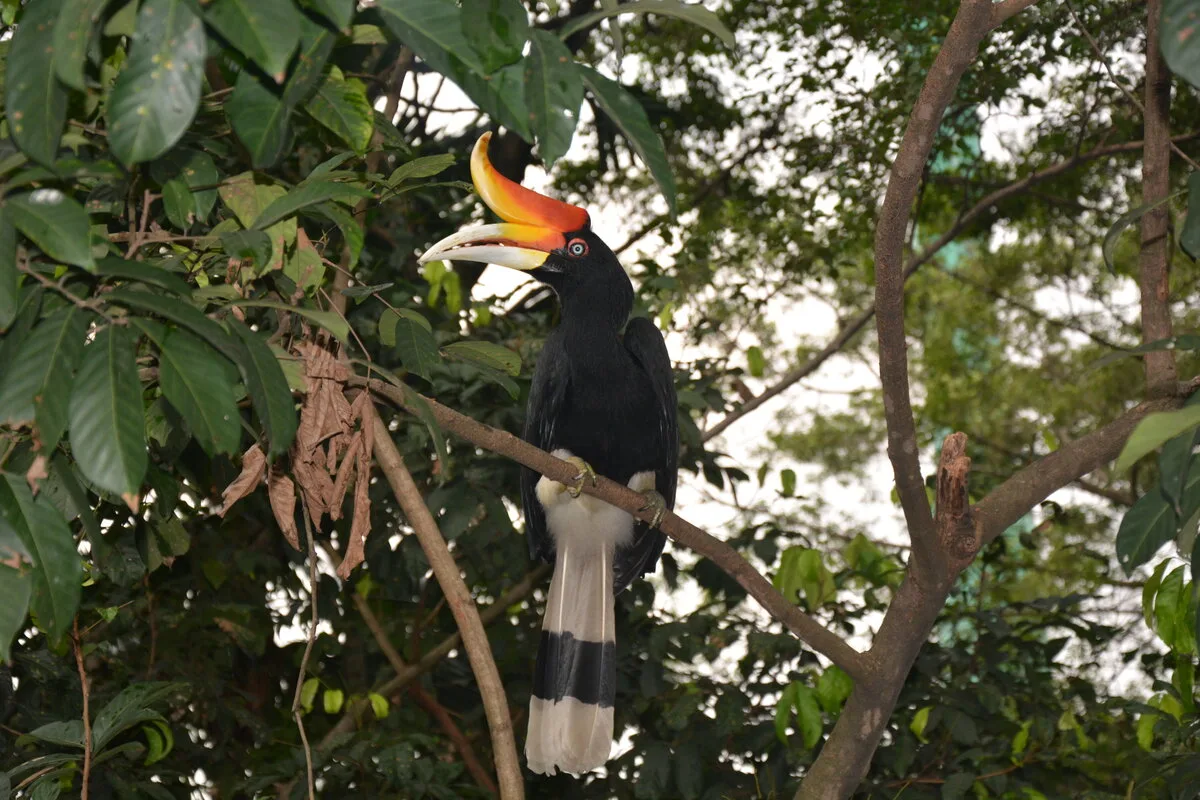 Rhinoceros hornbill with bright orange casque perched among trees at Kuala Lumpur Bird Park