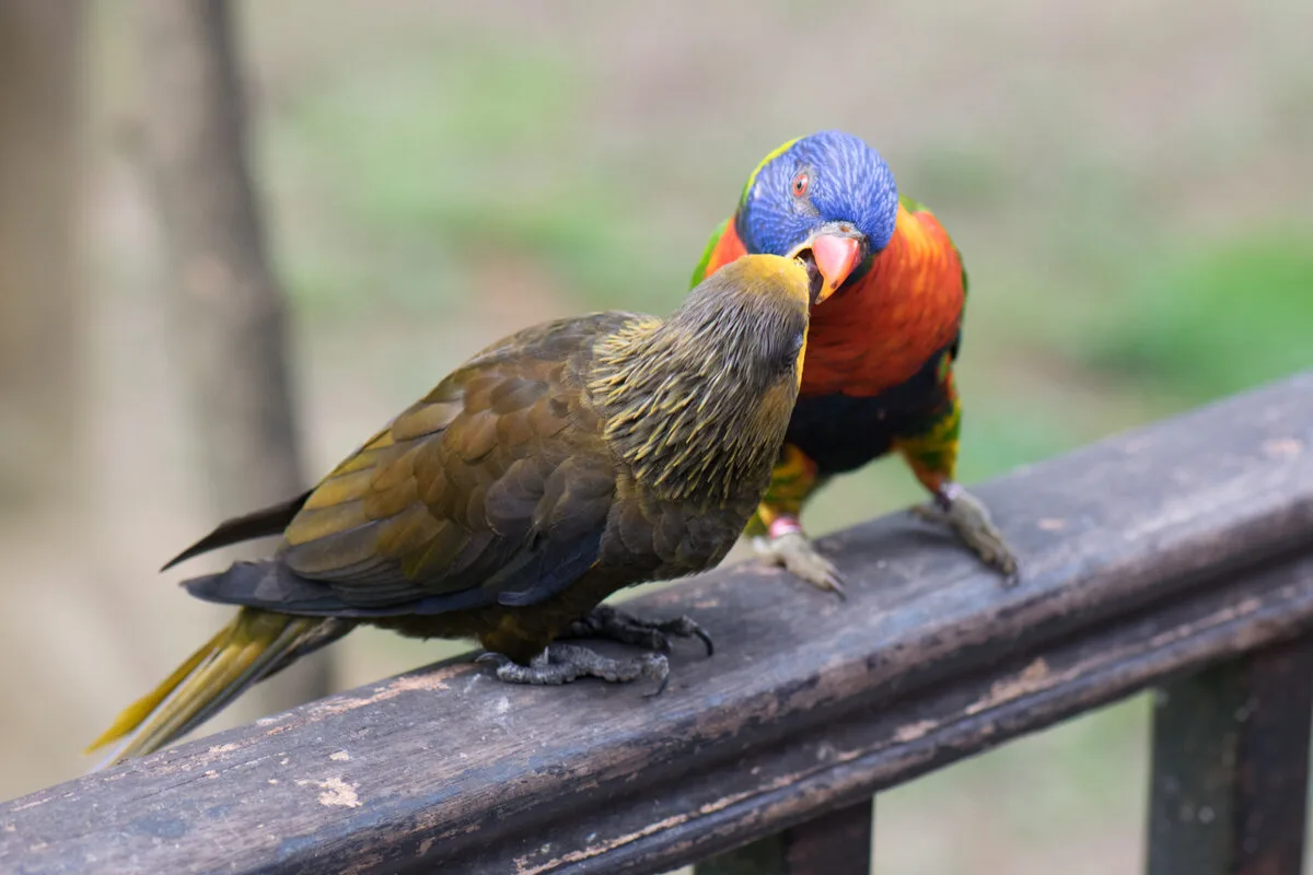 Colourful rainbow lorikeet and brown lory perched on a wooden railing at KL Bird Park