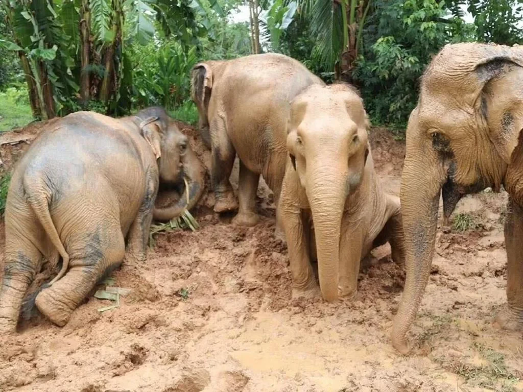 Koh Samui Elephant Sanctuary, Hin Ta Hin Yai and Silver Beach - Private Tour