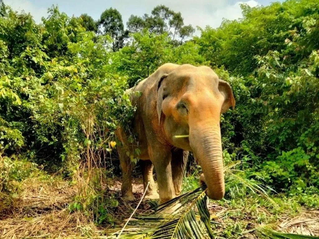Koh Samui Elephant Sanctuary, Hin Ta Hin Yai and Silver Beach - Private Tour - Photo 2
