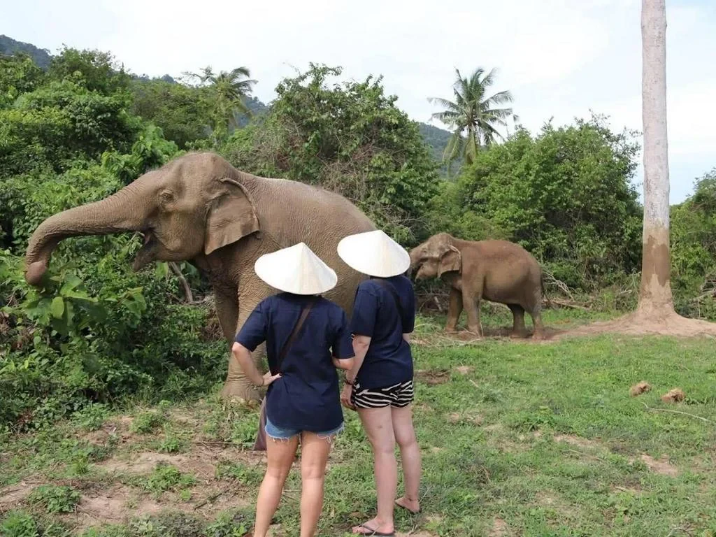 Koh Samui Elephant Sanctuary, Hin Ta Hin Yai and Silver Beach - Private Tour - Photo 3