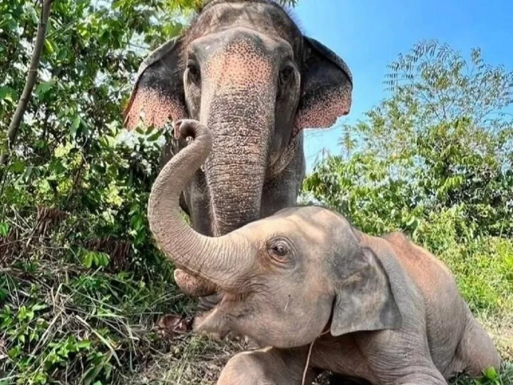 Koh Samui Elephant Sanctuary, Hin Ta Hin Yai and Silver Beach - Private Tour - Photo 4