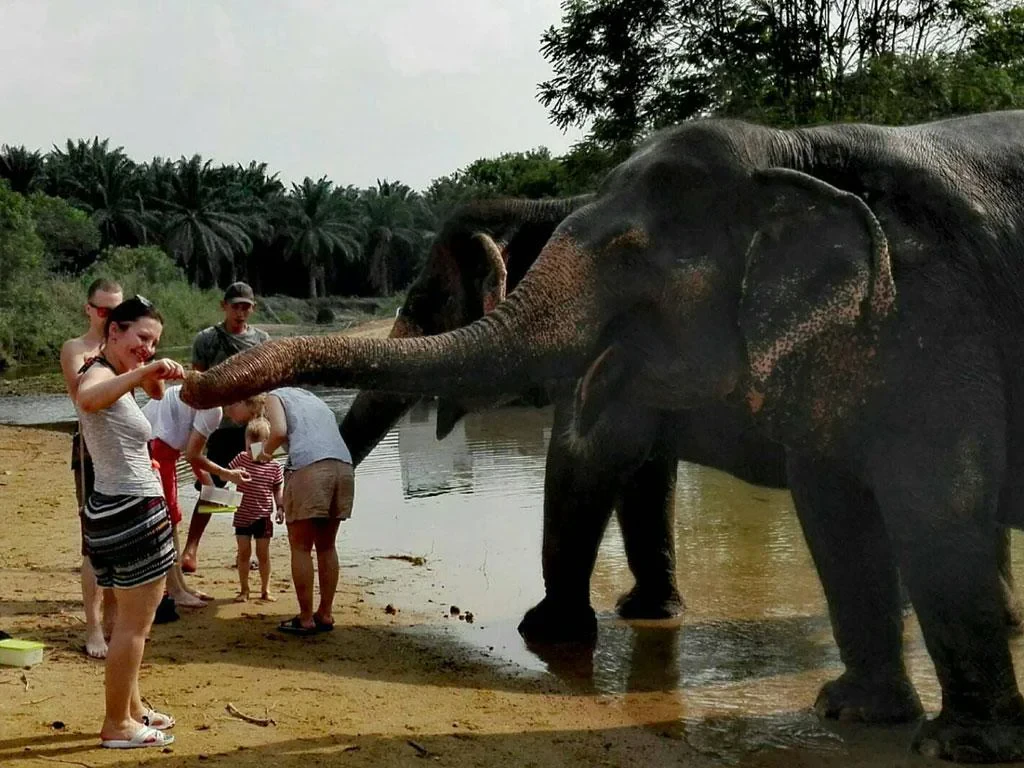Krabi Elephant Care - Half-Day Tour