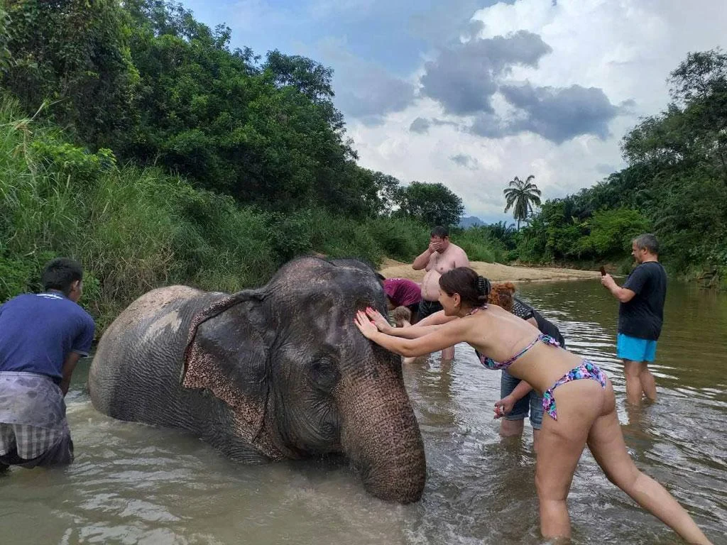 Krabi Elephant Care - Half-Day Tour - Photo 3
