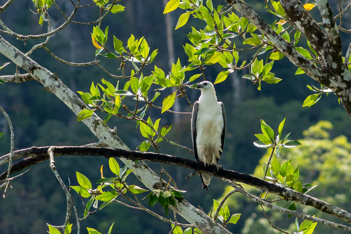 White-bellied sea eagle perched on a mangrove branch in Kilim Geoforest Park, Langkawi