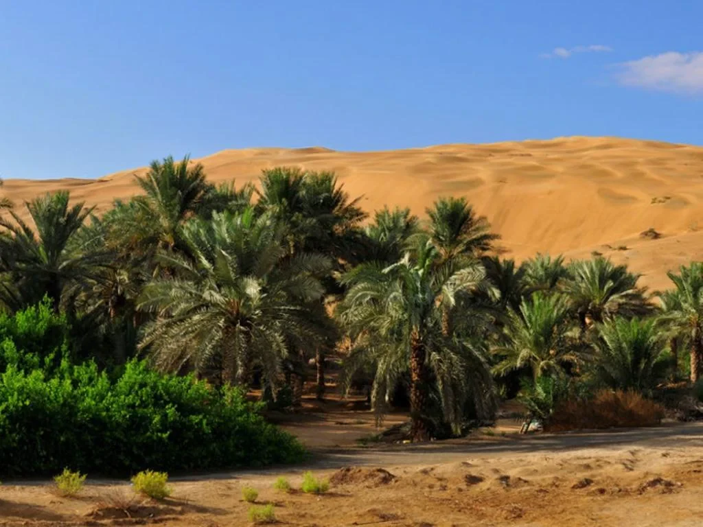 Liwa Full Day Safari - Private - Photo 3