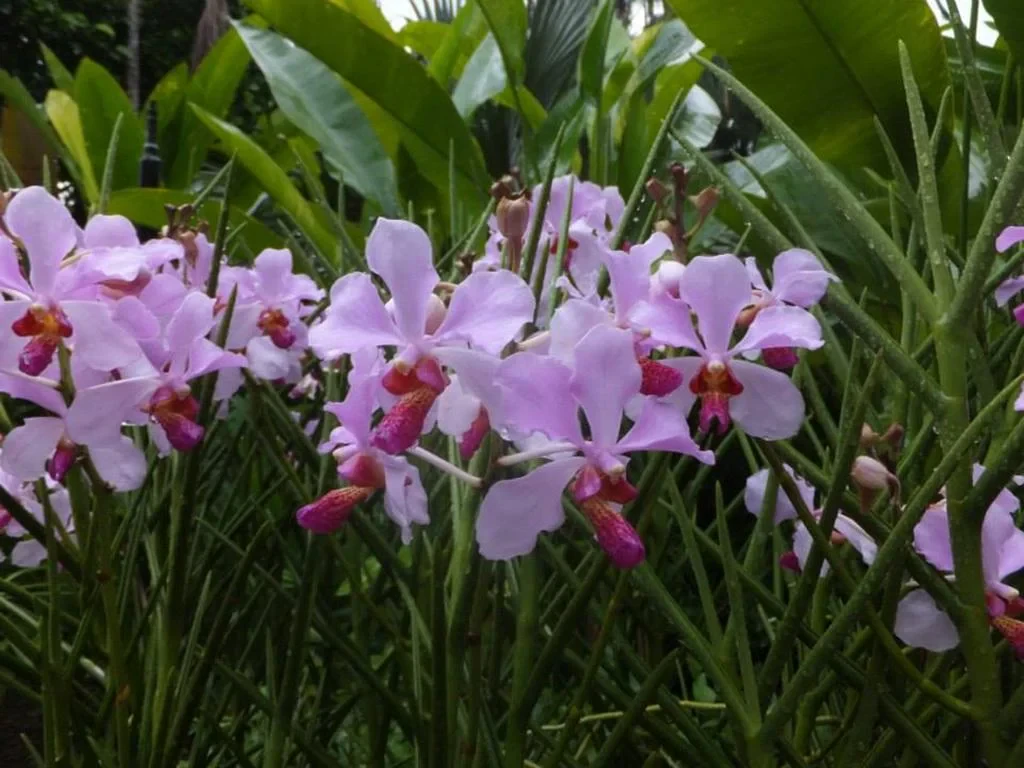National Orchid Gardens - Photo 2