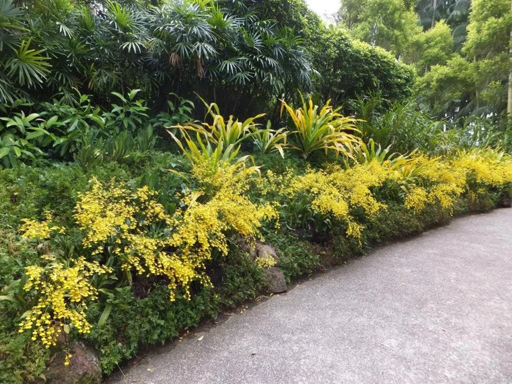 National Orchid Gardens - Photo 3