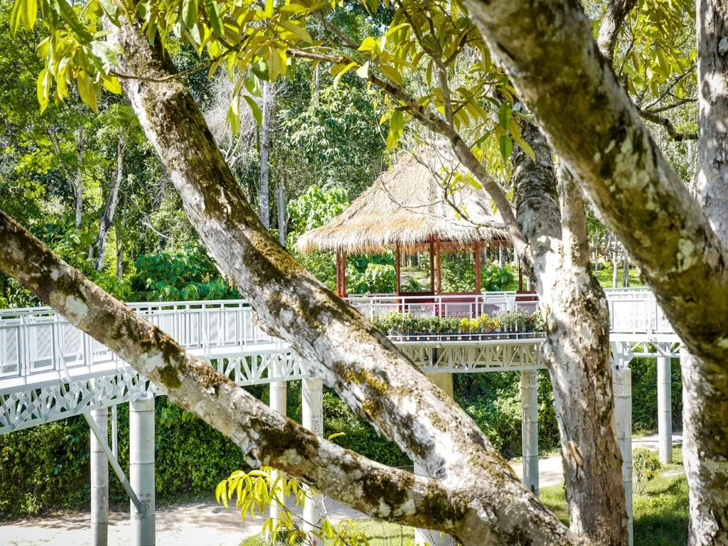 PES Canopy Walkway Program - Photo 4