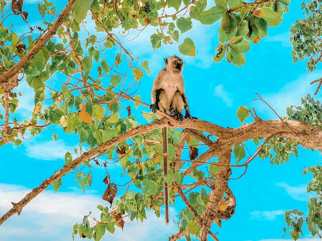 Phi Phi Islands by Premium Speedboat - Full-Day Tour - Photo 10