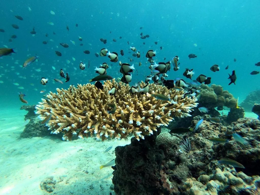 Phi Phi + Maya + Bamboo Island Tour by Speedboat - Photo 7